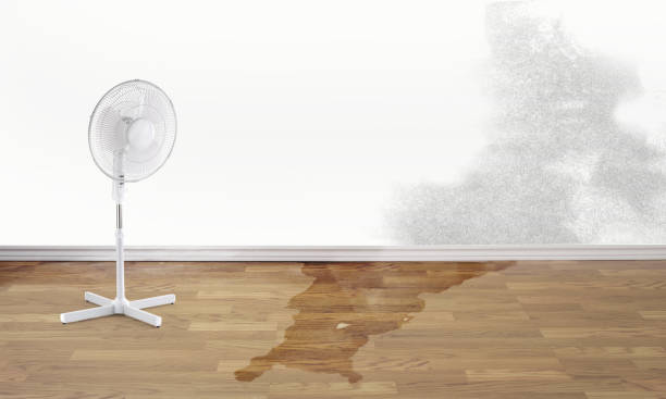 Best Professional water damage repair  in Sea Cliff, NY
